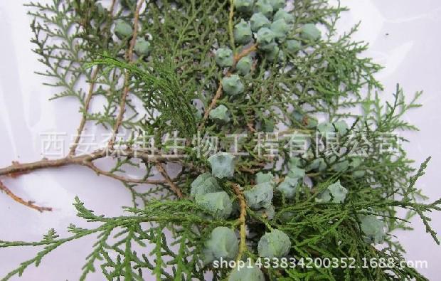 柏子仁粉 侧柏仁纯粉 柏子仁浓缩粉 西安 森冉生物-食品商务网