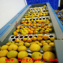 選果機 臍橙 臍橙分級機 圓形水果分級 水果深加工設備 選型機