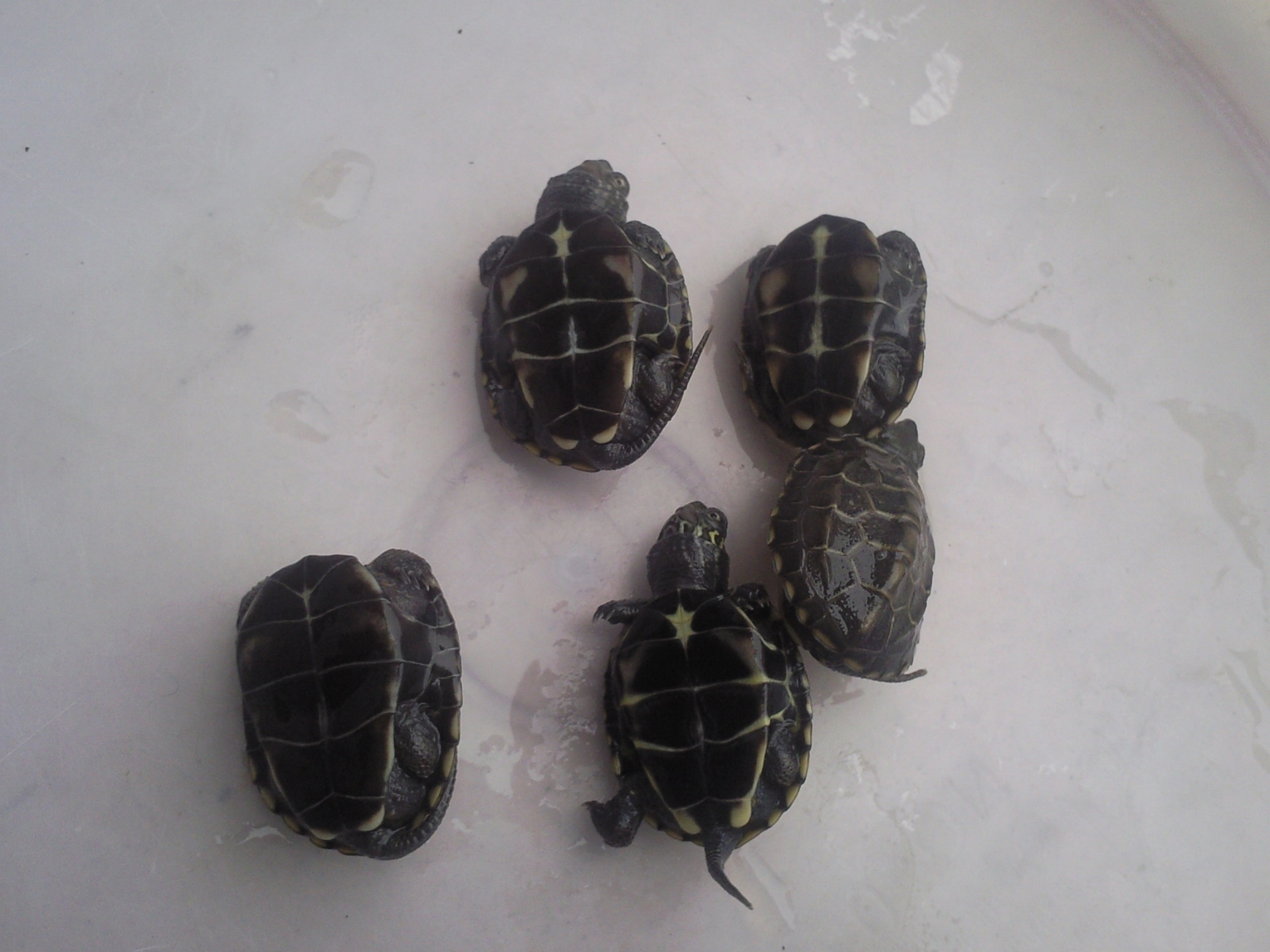 乌龟养殖_乌龟养殖供应商_乌龟养殖批发市场