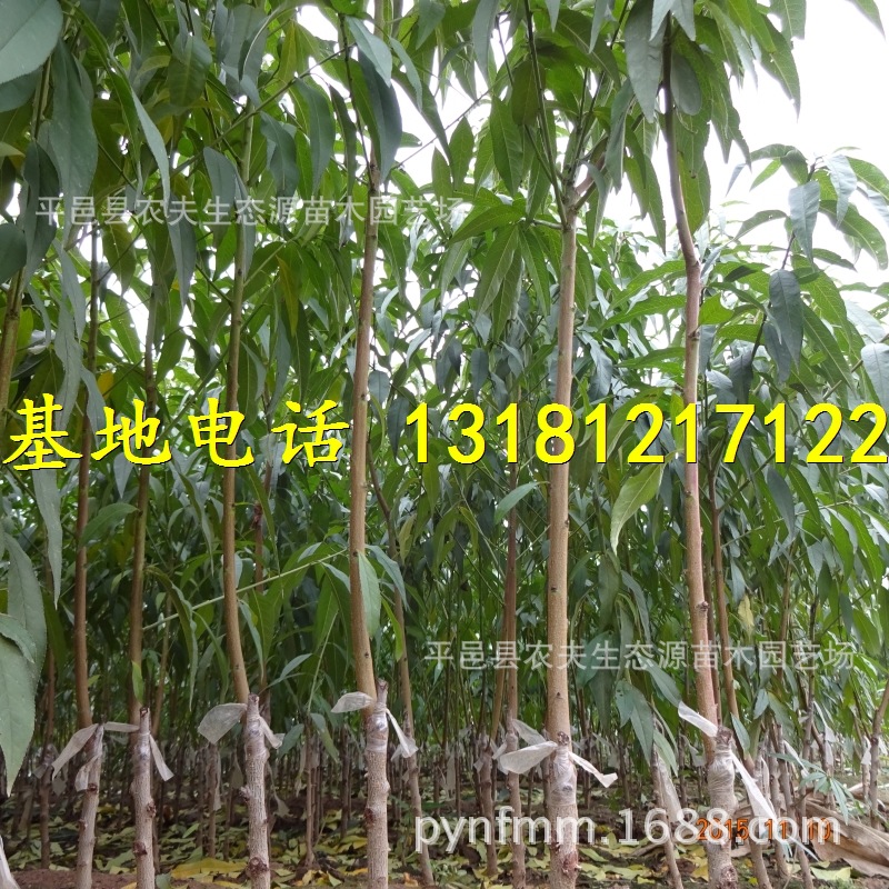 品种桃树苗_哪个品种桃树苗做商品桃子好 供应