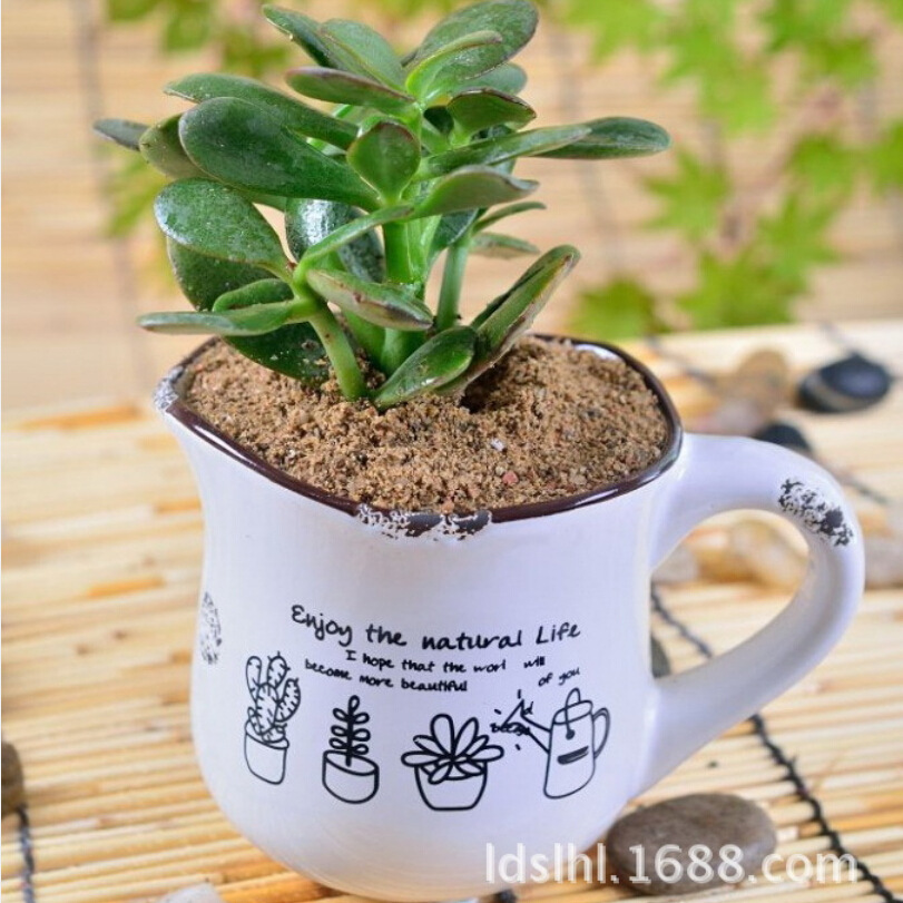 限時折扣！ 杯形陶瓷花盆 複古做舊多肉花盆 可降解白色花盆