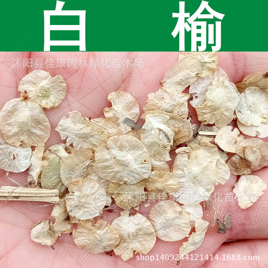 林木种子 白榆树种子 榆钱树种子 家榆 白榆种子 1件=1斤-阿里巴巴
