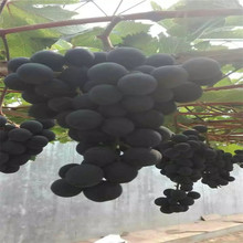 巨峰葡萄苗批发 产量好 采摘园葡萄品种 占地葡萄树价格