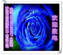 染色剂花 染色剂花批发 促销价格 产地货源 阿里巴巴