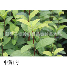 【中黄1号茶苗】苗场直销批发中黄一号 1号 茶苗黄茶系列量大优惠