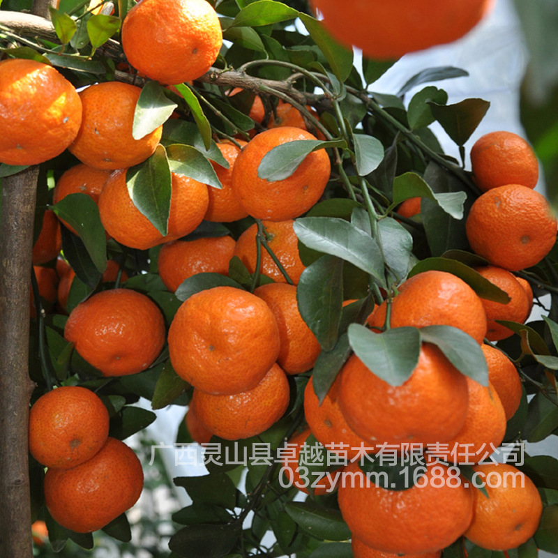 Guangxi Nursery Direct selling Sugar Orange Grafted Seedless Sugar orange Fruit tree seedlings Rooted Free Post Send