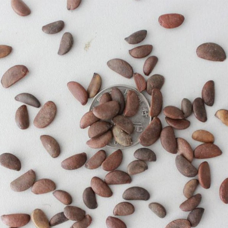 廠家批發果樹種子 紫丁香帶殼 石榴 中東海棗多種林木種子