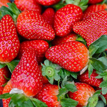 基地直销批发高产优质 法兰地草莓苗 甜宝草莓苗 宁玉草莓苗