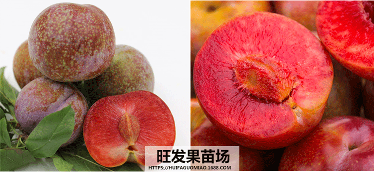 迟熟南华李_14