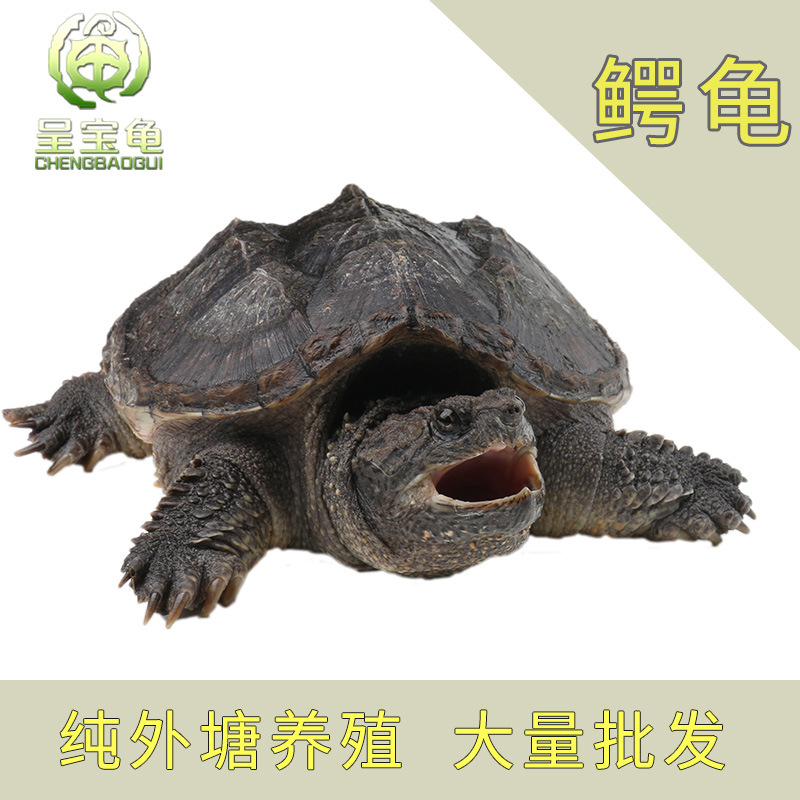 小鳄龟怎么养】_小鳄龟怎么养厂家_小鳄龟怎