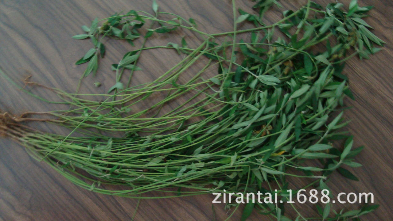 大蚂蚁草图片,全株,效_大山谷图库