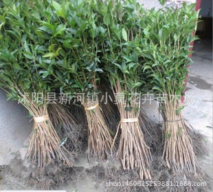 ���깩���ļ��� ���� ��� �̨ͥԺ�е�ֲ��