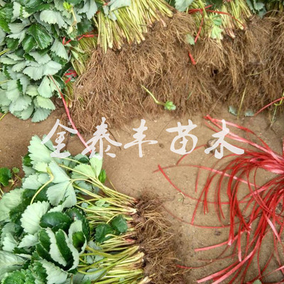 草莓苗基地长期大量出售优质红颜草莓苗 章姬草莓苗甜查理草莓苗