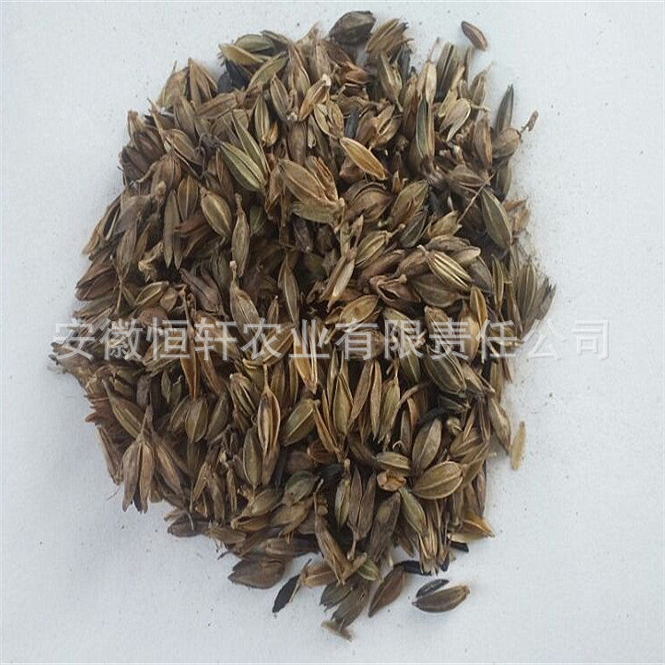 批发药材种子 知母种苗 知母种子 产地药材种子批发