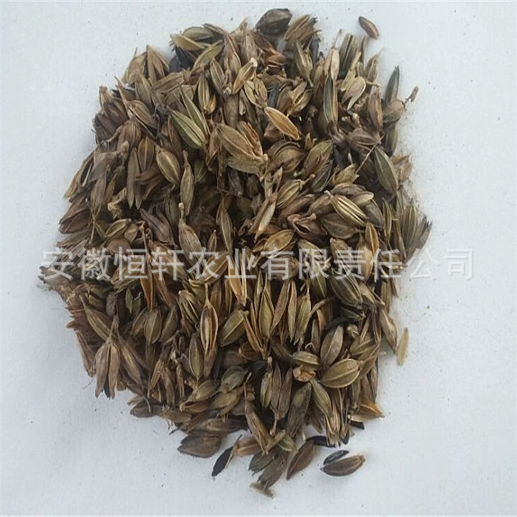 Семена лекарств оптом, семена свекрови, семена свекрови, семена свекрови, происхождение лекарственные семена оптом