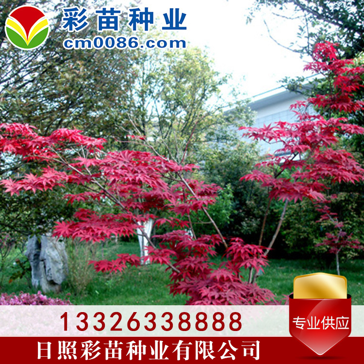 日本红枫小树景观1