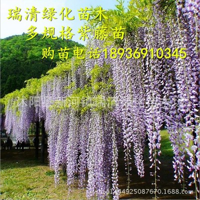 sale Spend more Wisteria Sapling 0-10 a centimeter Vines Sapling Roof courtyard balcony Climbing Climbing Botany