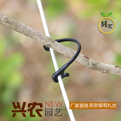 Manufactor Direct selling specialty Agriculture Grape Zhasi,Park 林扎丝,Greenhouses