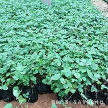 ���ݻ��܈@ˇ������ ί��� ���ͺ� ��ɫ�G �N���L������ί���