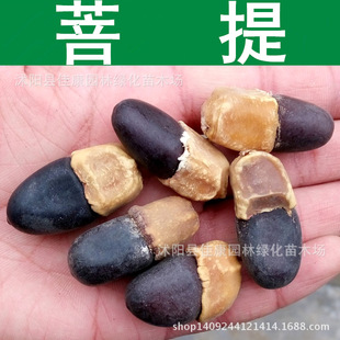 菩提樹種子圖片 海量高清菩提樹種子圖片大全 阿里巴巴