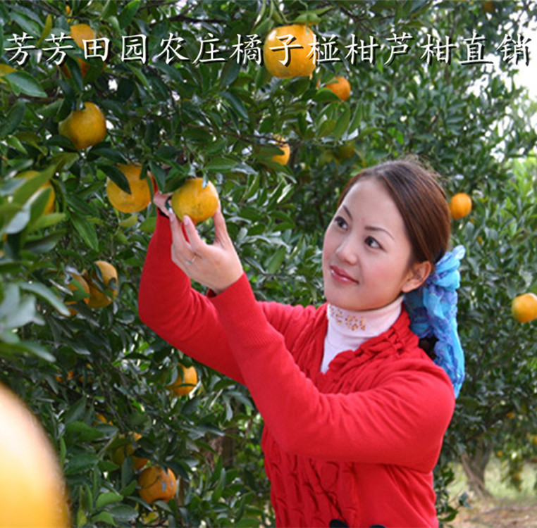新鲜衢州椪柑、芦甜柑、橘子和桔子水果批发，一件代发五斤装新品