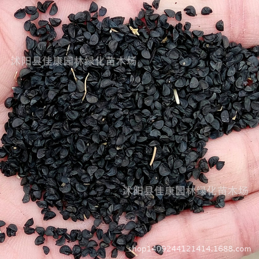 香葱种子 小葱种子 小香葱种子 细香葱 1件=1斤阿里巴巴