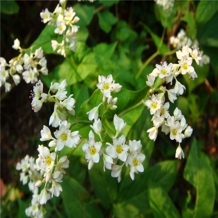 Трава гречневая Сладкая горькая гречиха Семена сортов в комплекте крупных выгодно можно оплатить при доставке