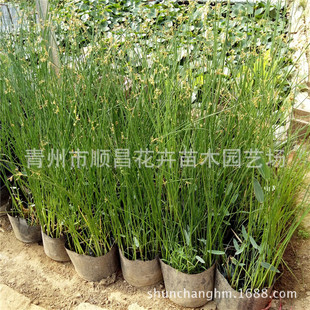 �������lˮ��ֲ�ﻨ�~ˮ�[ ˮ�[����ع��@����G�� �G��ˮ�w�G��