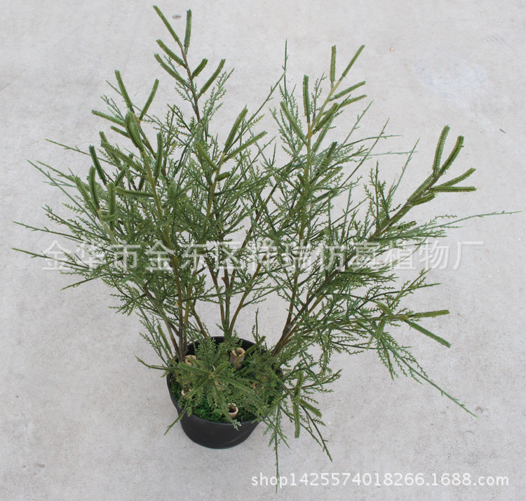 XRB-145沉柳叶5叉枝5