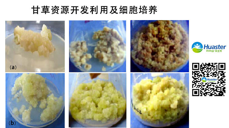 甘草资源开发利用及细胞培养