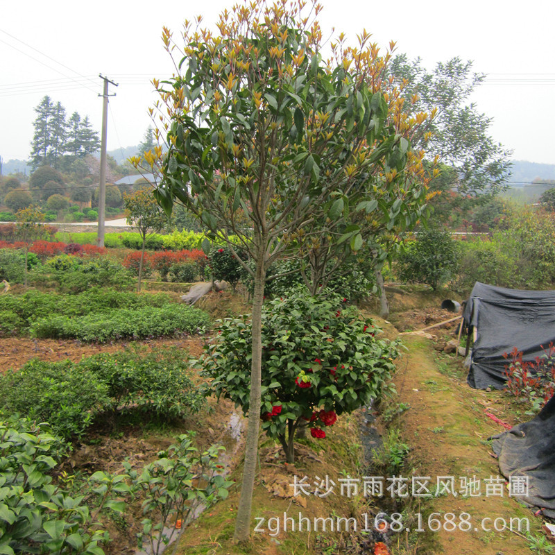 苗木基地供应绿色植物花卉丹桂适应各地种植的3公分丹桂 阿里巴巴