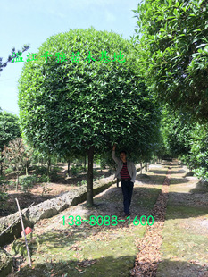 𻨘 ؽƷ ɶߙnƷ Ĵľ