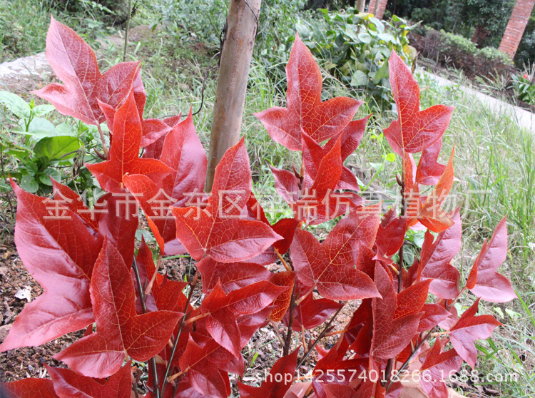 XRB-158三角枫四叉枝19叶7