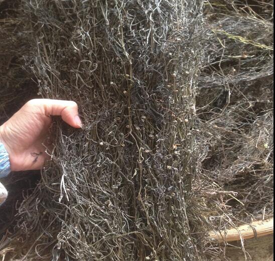 广西 野生蛇舌草批发 中 材 白花蛇舌草 蛇舌草、蛇舌癀