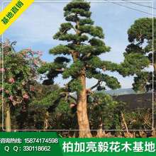 批發胸徑5-80CM貴州羅漢松 綠化苗木 園林工程綠化樹 造型羅漢松