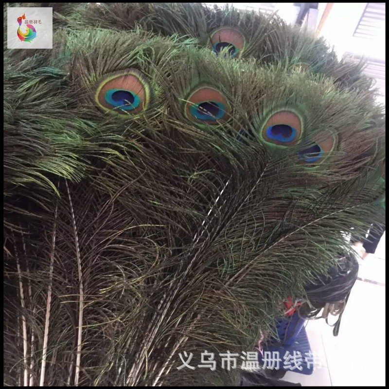 温册羽毛现货大量销售孔雀毛70-80cm印度天然兰孔雀开屏尾加长详情图9