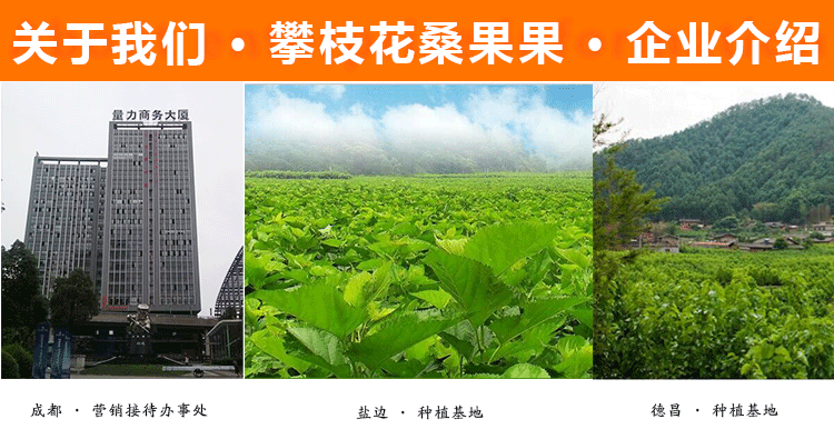 优质桑葚干行业标准制定者