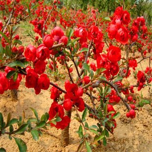 ���w���@ˇ���^�������ձ����� �x�����Ļ� �҃�ͥԺ�Gֲ����