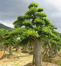 苗圃基地直销 榆树桩 规格齐全乔木榆树 特殊造型园林植物