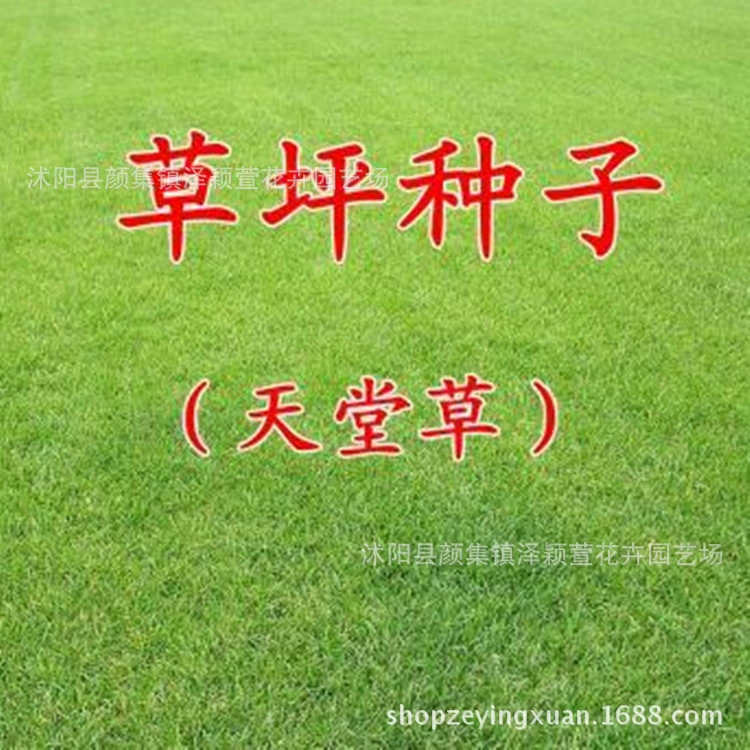 Оптовая Семена Газона Райская Трава Семена Газона Сильное Сопротивление Трамплингу и Обеспечение Качества Фиксации Почвы