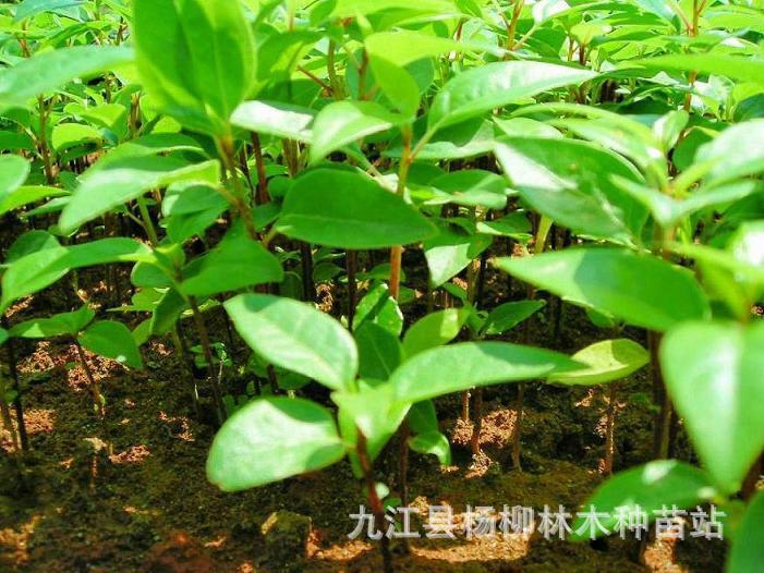 香樟种子 樟树种子 香樟树种子 小叶香樟 香樟小苗 小叶樟-阿里巴巴