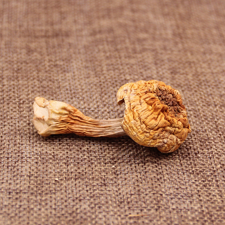 东北特产姬松茸干货长白山蘑菇干货特产200g松茸