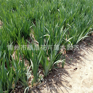 ��ɫϵ���^�����Sβ���Sβˮ���Sβ���Sβ����