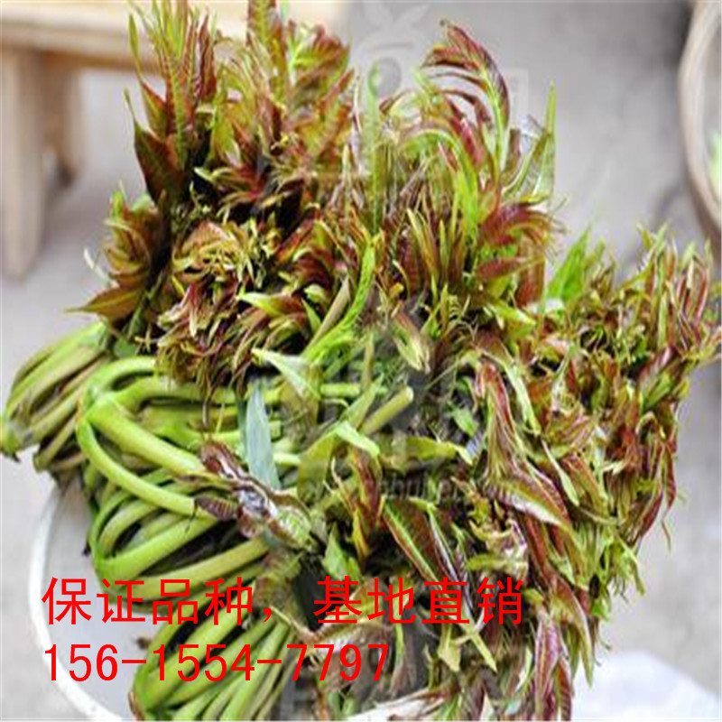 u=2371599930,3556271736&am