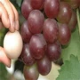 早熟品种无核葡萄苗