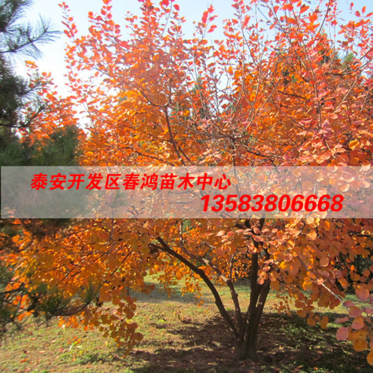 黃櫨 (23)