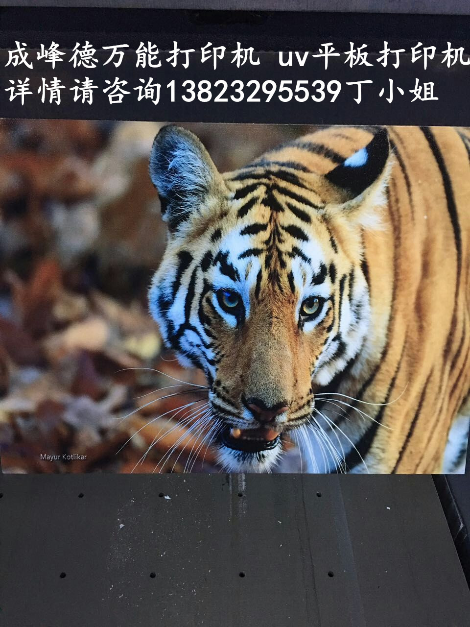 mmexport1478163663711