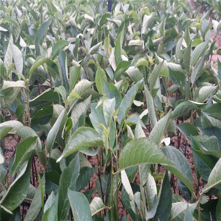 QQ图片20160727085828