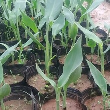 山东青州花卉_山东青州花卉交易市场批发瓜叶