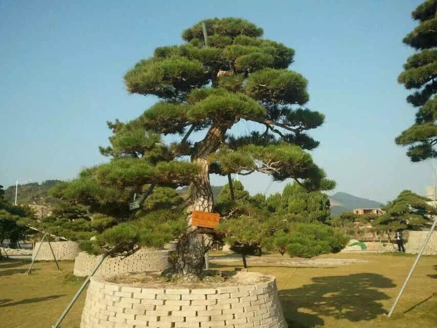 黑松造型桩景